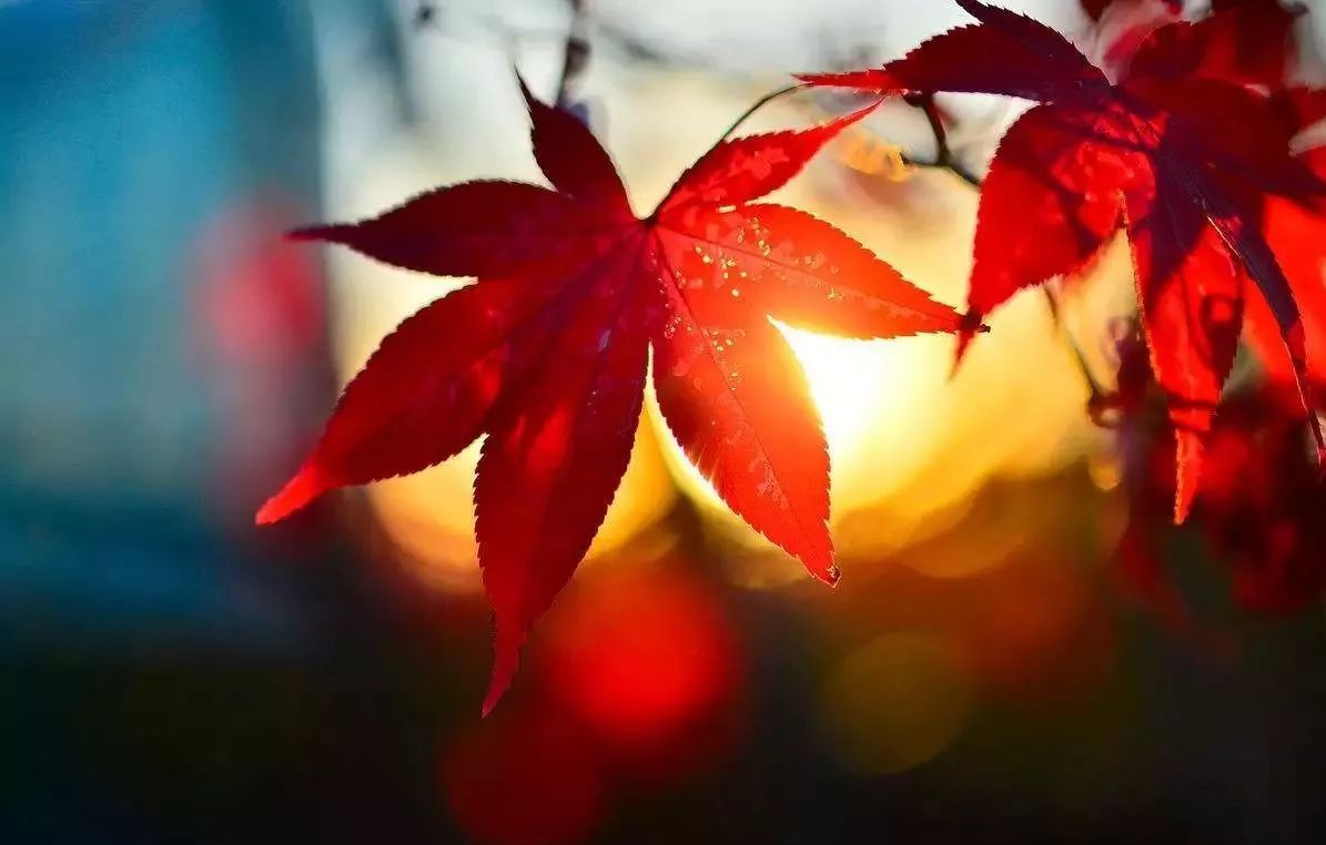 木兰胜天｜古诗里的红叶，到底有多美？
